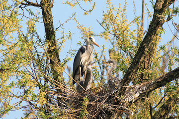 airone cenerino valli di ostellato ferrara