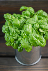 Fresh green organic Basil leaves on dark wooden table