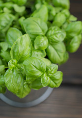 Fresh green organic Basil leaves on dark wooden table