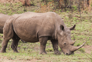 Fototapeta premium Nashorn