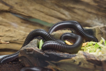 Giant African Millipede - Archispirostreptus gigas