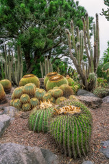 Garden with cactuses in Las Palmas on Gran Canaria