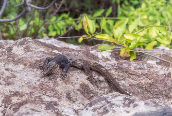 Lizard.
