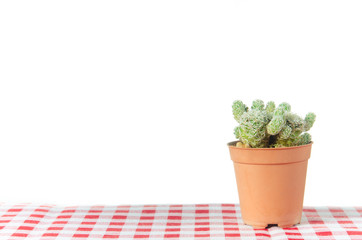small cactus in a pot on white background