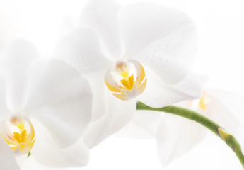 White orchid on the windowsill.