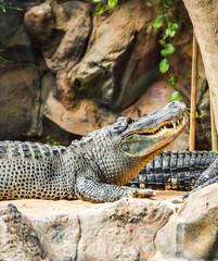 Crocodile lying at the zoo