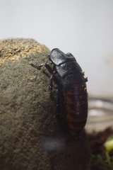 Madagascar Hissing Cockroach - Gromphadorhina portentosa