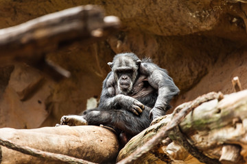 Chimpanzee in the zoo