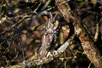 long eared owl