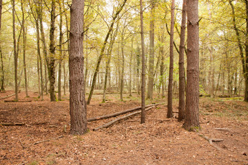 Fototapeta premium Wald