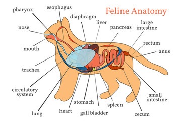 Feline Anatomy. Domestic Cat.