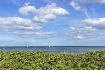 Fototapeta na wymiar at the Baltic Sea / beach roses at the Baltic Sea