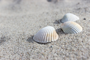 Fototapeta na wymiar Shells / Shells in the sand