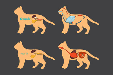 Feline Anatomy. Domestic Cat.