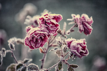 Frozen roses