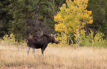 Fototapeta na wymiar Cow Moose