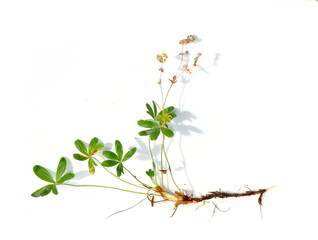 Alpine lady's mantle on white background