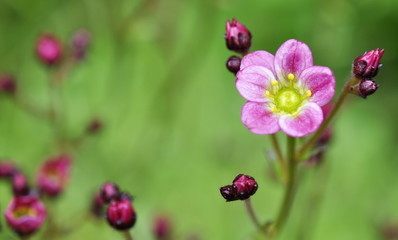 Pink saxifrage