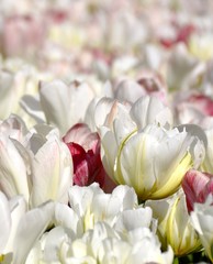 Field of tulips in white and pink colors