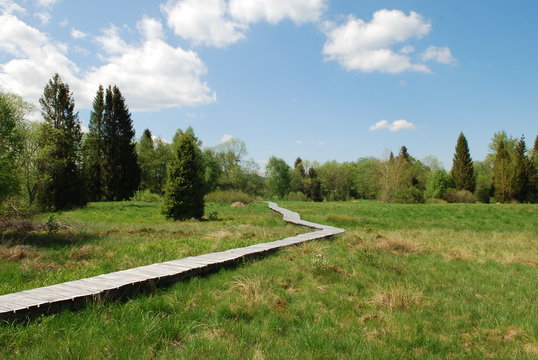 torfowisko