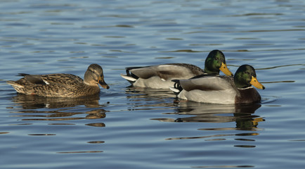 Mallard
