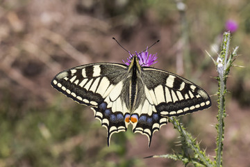 Fototapeta na wymiar Papilio machaon, Swallowtail butterfly from Italy, Europe