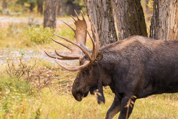 Bull Moose