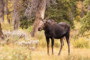 Obraz na płótnie Canvas Cow Moose