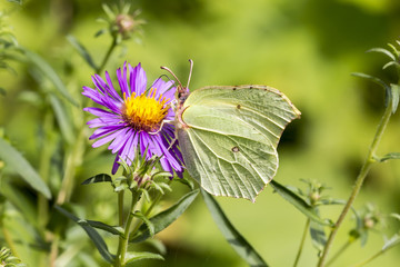 Gonepteryx rhamni, Common Brimstone, Brimstone on Aster, Germany, Europe