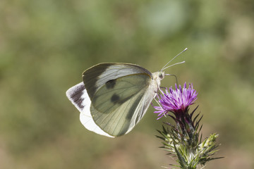 Pieris brassicae, Large White, Cabbage White, Large Cabbage White, White Cabbage Butterfly from Germany, Europe