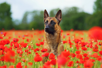 Belgian Shepherd dog Malinois sitting in a poppy field