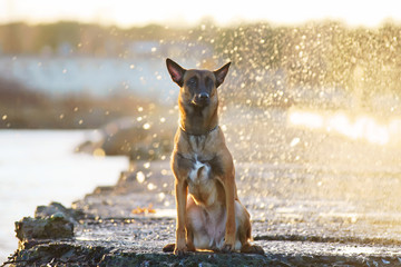 Obedient Belgian Shepherd dog Malinois sitting near the sea while storming