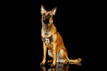 Belgian Shepherd dog Malinois sitting on black background