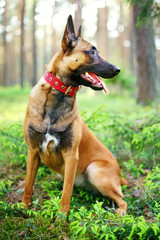 Belgian Shepherd dog Malinois sitting outdoors in the forest at spring time