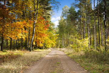 Autumn forest road