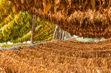 Classical way of drying tobacco
