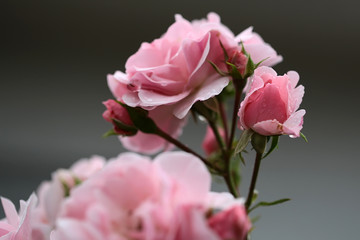 Pink roses on branch