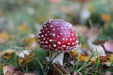 wunderschöner Fliegenpilz im Herbst
