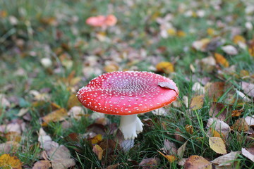 wunderschöner Fliegenpilz im Herbst