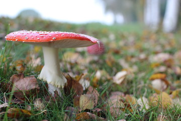wunderschöner Fliegenpilz im Herbst