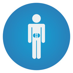 Flat white Kidneys icon on blue circle