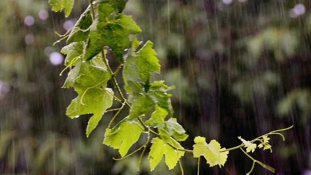 Rain drops falling on green leaves
