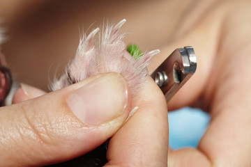 Cutting nails with trimmer