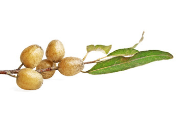 Twig with fruits of Elaeagnus angustifolia, known as Tree of Par