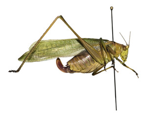 Texas Bush Katydid (Scudderia texensis ) Isolated on White Background