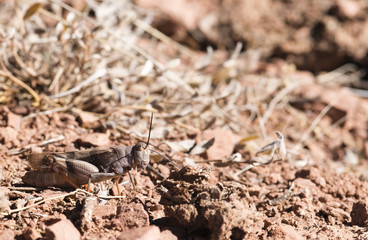 Three-banded Range Grasshopper (Hadrotettix trifasciatus)