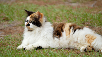 Naklejka na ściany i meble Calico cat laying in grassy yard