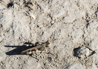 Western Clouded Grasshopper (Encoptolophus costalis)