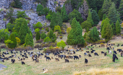 dağlık alanda keçilerin otlanması