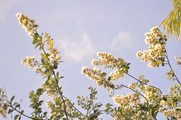 White crepe myrtle blooms background.